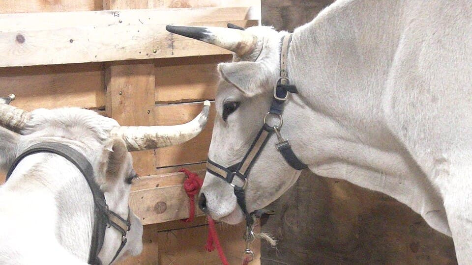 Oxen in a stall at the Fryeburg Fair